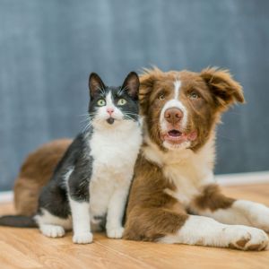Perros y Gatos