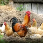 Coccidiosis Gallinas