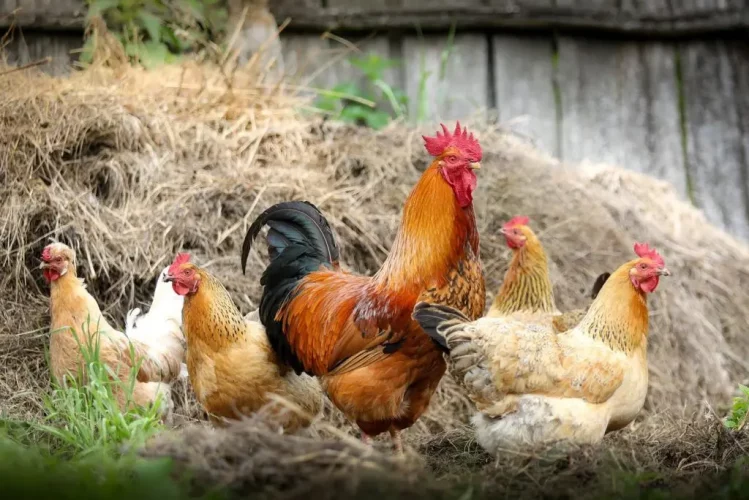 Coccidiosis Gallinas