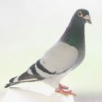 Tricomonas Palomas