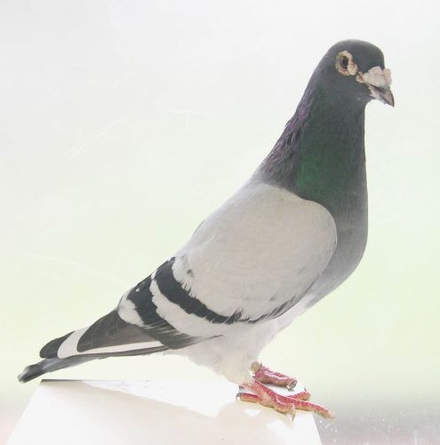 Tricomonas Palomas