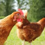 Coccidiosis Gallinas