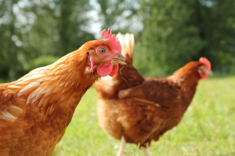 Coccidiosis Gallinas