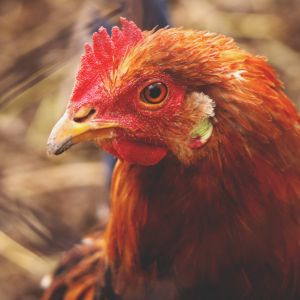 Gallinas y Aves de Corral