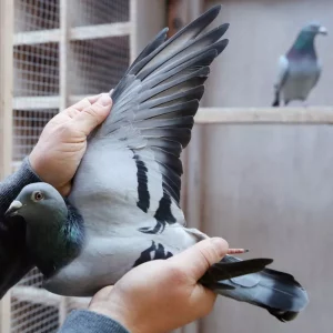 Palomas