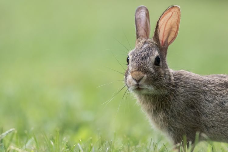 conejo