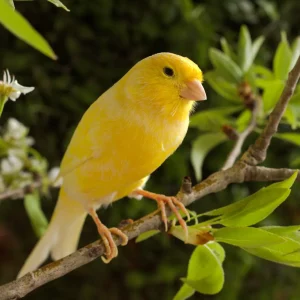 Canarios y Aves ornamentales